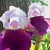 Poetic Iris Poetic Iris