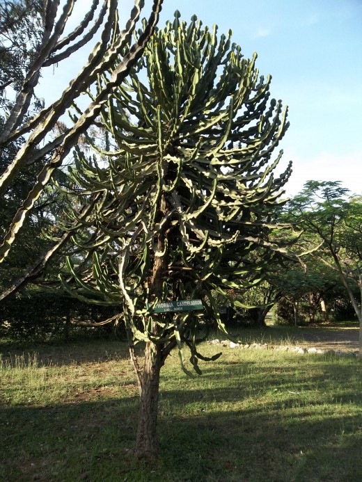 Euphobia candelabrum called Bondo in the Luo language