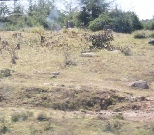 Charcoal burning can be seen in the background of a former forest