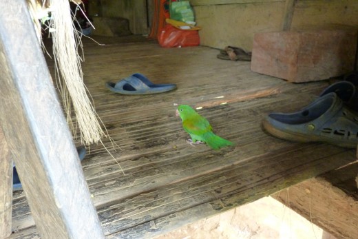 A pet budgie raoming free inside an open walled Embera house.
