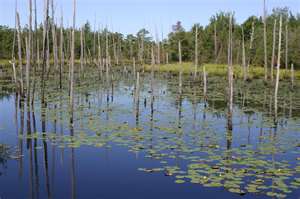 Typical wetland