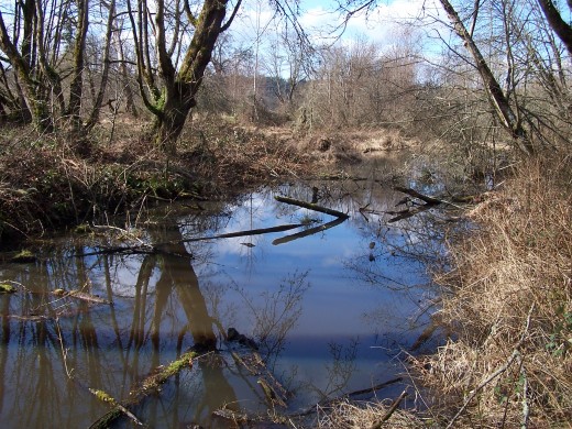 Nisqually Delta Wetland