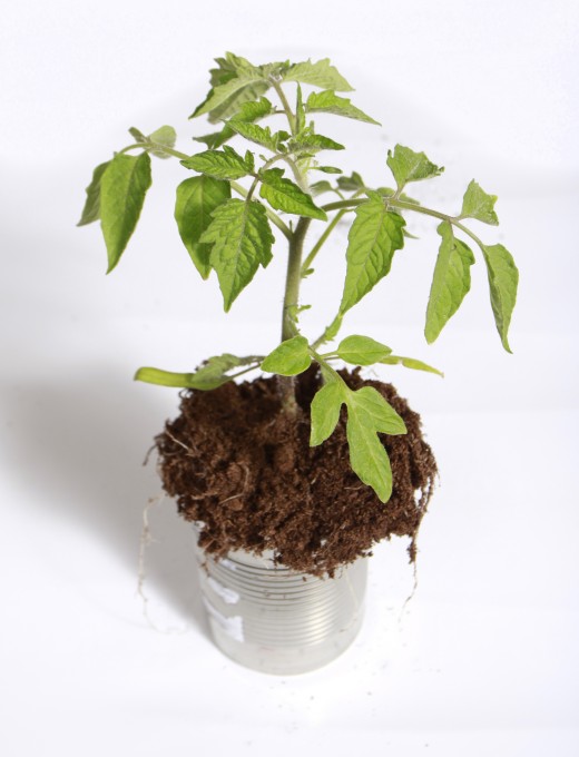 A tomato plant growing in fertile organic matter