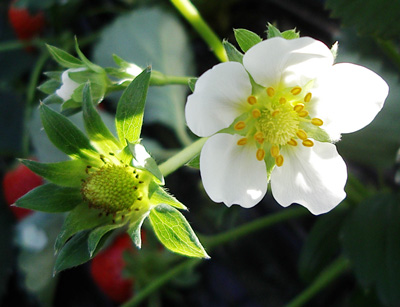 Strawberry Flowers And Fresh Strawberries In This Photo. 