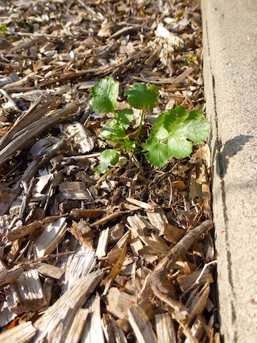 No mulch is foolproof. A little cilanto plant is coming up as a volunteer.