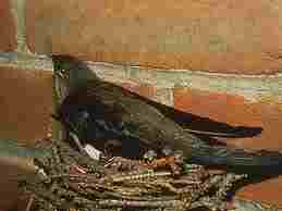 Swift on nest in a chimney