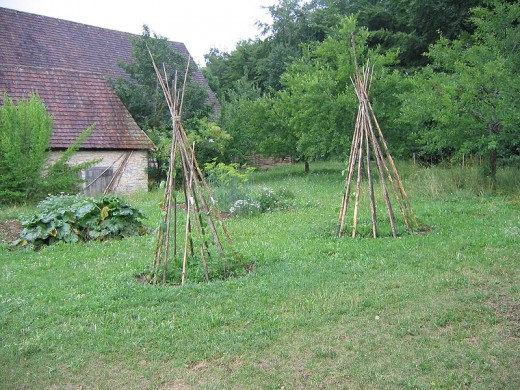 Here is how you want your teepee frames to look to grow your pole beans on.