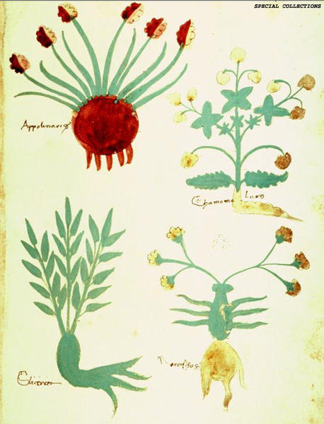 15th century Italian herbal; in this case description of narcisus.