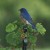 Male Bluebird on Flower Stand Male Bluebird on Flower Stand
