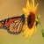 Monarch Butterfly on Sunflower, Taken While at the Zoo Monarch Butterfly on Sunflower, Taken While at the Zoo