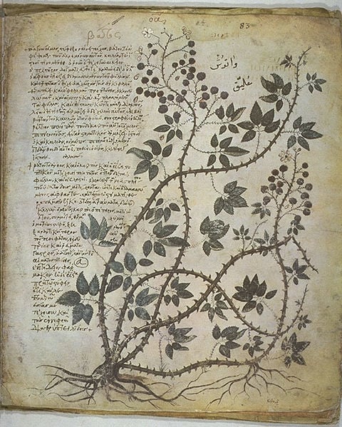 A page from Vienna Dioscurides or Vienna Dioscorides, an early 6th century illuminated manuscript of De Materia Medica by Dioscorides.