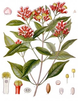 The Languid Globalization of Clove: from the Recondite Maluku Islands to the Sunny Guyana Coast