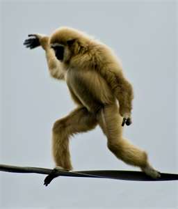 Walking a tightrope is so easy that a monkey could do it.