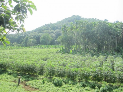 Tapioca cultivated Lands 