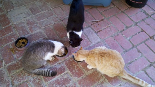 Our three little feral outdoor cats.  The orange one is Fluffy, the black one is Macaroni and the gray one is Fuzzy.