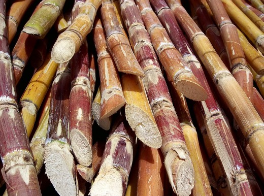 Detail on cut sugar canes ready for processing.
