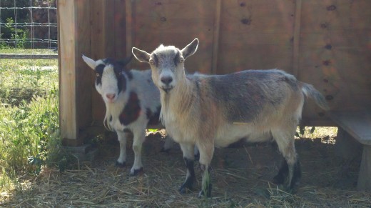 Lilly and Hazel, our little milking goat friends.