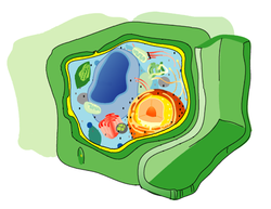 plant Cell wall in green.