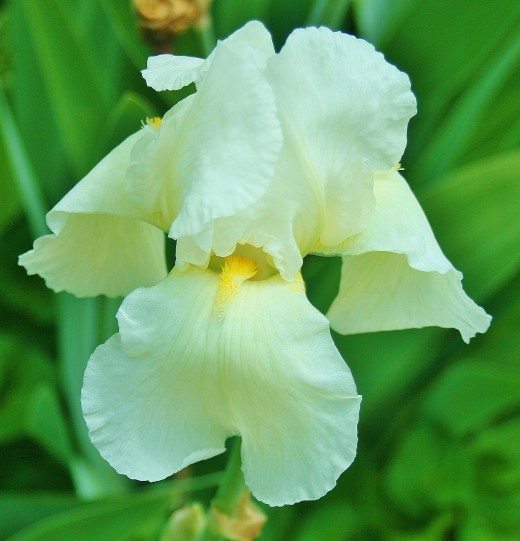 Bearded irises have fuzzy "soul patches" on their lower petals