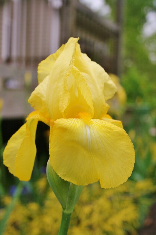 Tall bearded irises are available in just about every color and shade--except bright red.