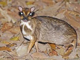 Greater Mouse Deer with its ditinctive white markings