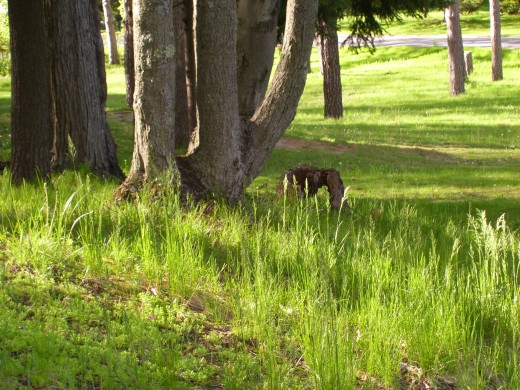 Is grass supposed to be that high?