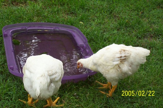 My chickens.