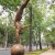 “Equilibrista en un Brazo Monumental (Monumental Equilibrist in One Arm)” 2002. Bronze Sculpture by Mexican Artist Jorge Marin. Mexico City Open Air Exhibit at “Paseo de la Reforma (Chapultepec)”. “Equilibrista en un Brazo Monumental (Monumental Equilibrist in One Arm)” 2002. Bronze Sculpture by Mexican Artist Jorge Marin. Mexico City Open Air Exhibit at “Paseo de la Reforma (Chapultepec)”.