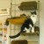 Uiro (sleeping) and Konbu, of Nagoya's Cat Street Uiro (sleeping) and Konbu, of Nagoya's Cat Street