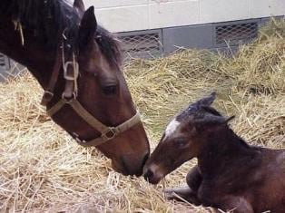 Foal just born.