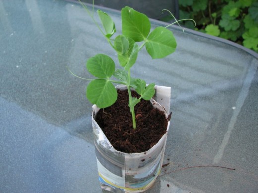A pea seedling growing in a recycled newspaper pot