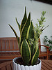 Potted sansevieria plant