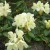 Azalea Azalea