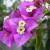 Bougainvillea Bougainvillea