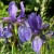 Siberian Iris Siberian Iris