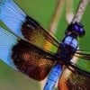 DragonflyTreasure profile image