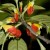 Impatiens Impatiens