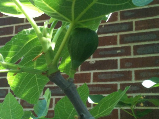 A Breba Fig growing on two year old wood below the new leaves.