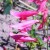 Beard Tongue. The Foxglove like flowers grow in various shades of pink, purple and deep red. Grows 2 to 3 ft Beard Tongue. The Foxglove like flowers grow in various shades of pink, purple and deep red. Grows 2 to 3 ft