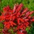 Cardinal Flowers. A favourite of Hummingbirds. Showy scarlet red blossoms. A beautiful flower but extremely poisonous. Grows 2 to 4 ft Cardinal Flowers. A favourite of Hummingbirds. Showy scarlet red blossoms. A beautiful flower but extremely poisonous. Grows 2 to 4 ft