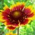 Blanket flower Blanket flower