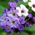 Heliotrope Heliotrope