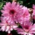 Marguerite Daisy Marguerite Daisy