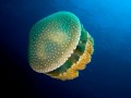 Stinging Goo, Ten Amazing Jellyfish Facts