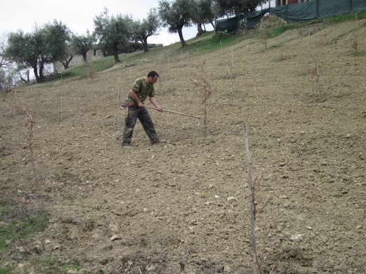 Keeping the ground clear around the trees.