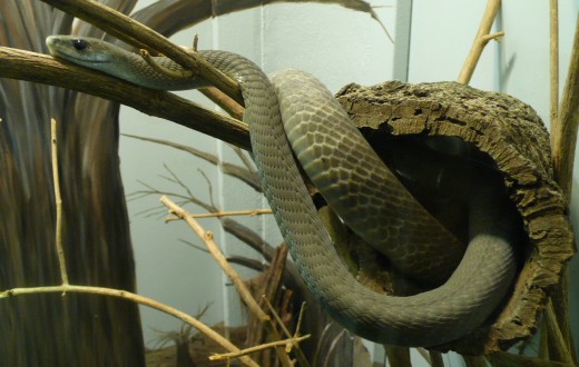 The fastest snake in the world - the Black Mamba. This reptile can strike at up to 12mph.