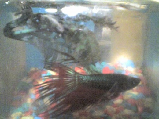 Betas (Japanese fighting fish) can be low maintenance (in the wild they are solitary creatures), but will survive much longer if given attention and if they are cared for regularly.