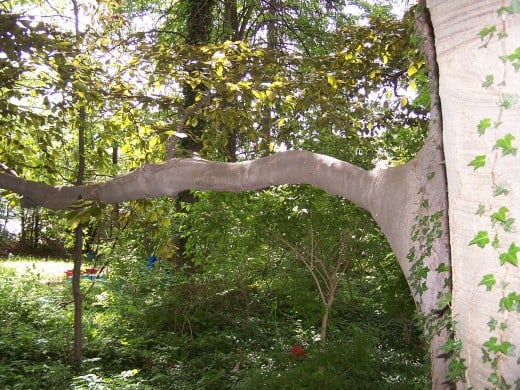 The limb that once held a baby swing, until it was noticed it was hurting the tree. The swing was quickly removed. The limb that once held a baby swing, until it was noticed it was hurting the tree. The swing was quickly removed.