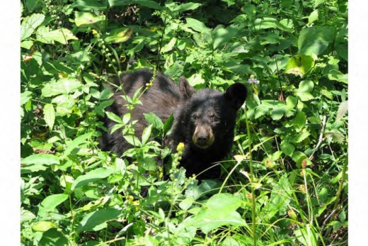 Bear cub photo taken at Skyline Drive at Shenandoah National Park.   