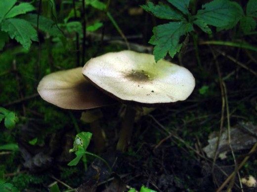 Coprinus Inky Cap mushrooms (aka, Mica Cap) at Neal Smith National Wildlife Refuge.